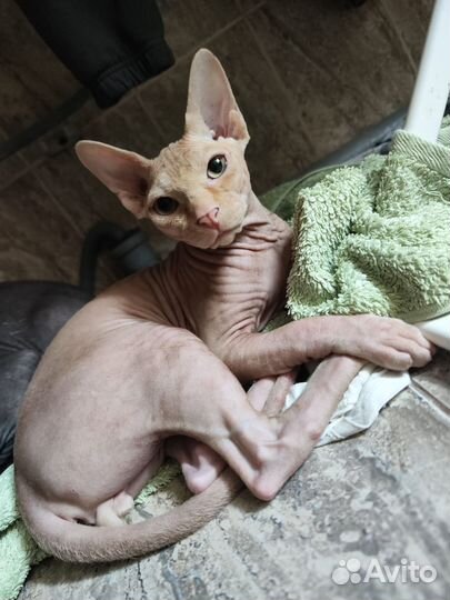 Канадский сфинкс