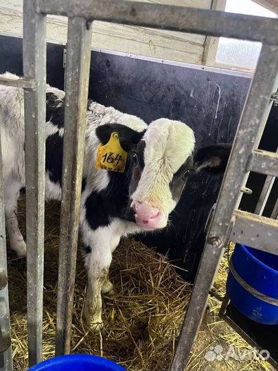 Отборные телята бычки быстрая доставка