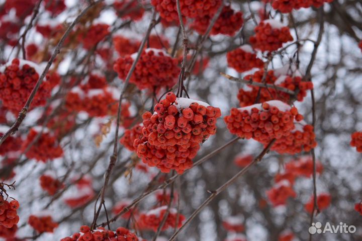Nikon DX VR 18-55 mm