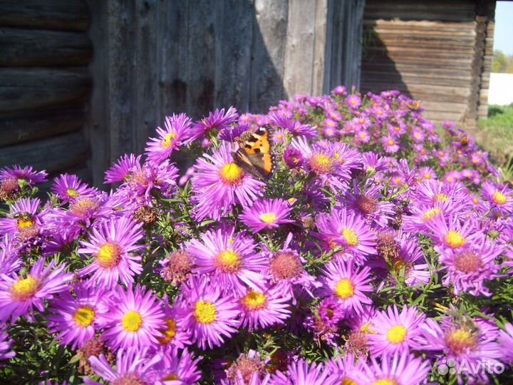 Шаровидная сентябринка (астра новобельгийская )
