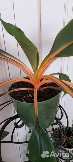 Хлорофитум оранж