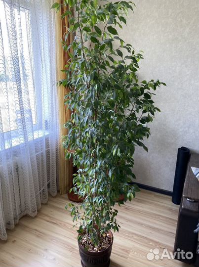 Фикус бенджамина