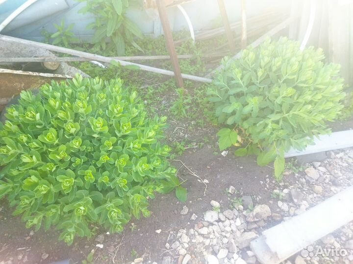 Продам растения