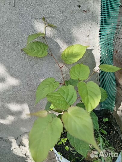 Актинидия коломикта