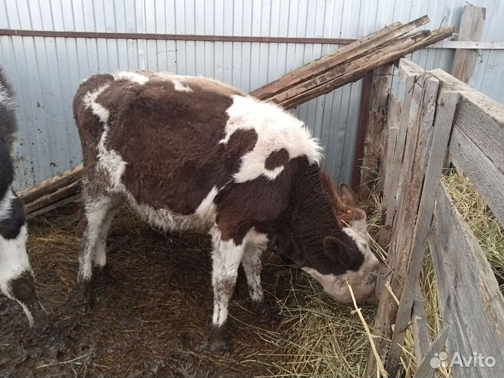 Тёлочки 6-8 мес