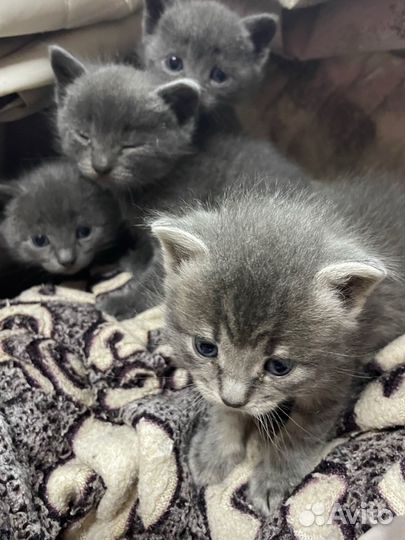 Котята метисы