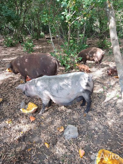 Поросята дюрок