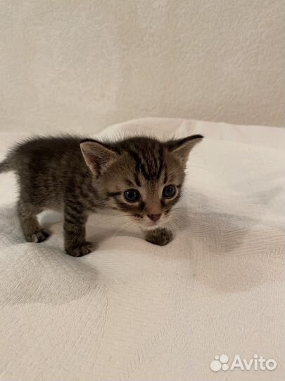 Котик в добрые руки