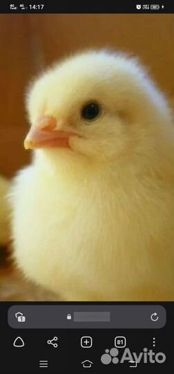 Цыплята бройлеры коб 500
