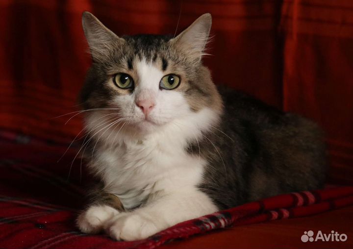 Котик ищет дом