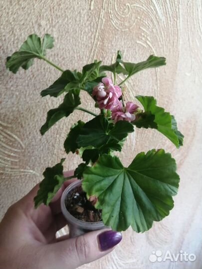 Пеларгония