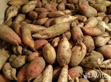 Свекла кормовая