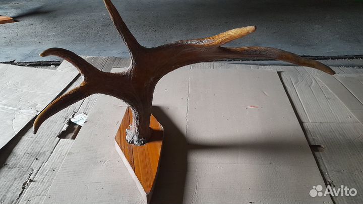 Продам рога лося