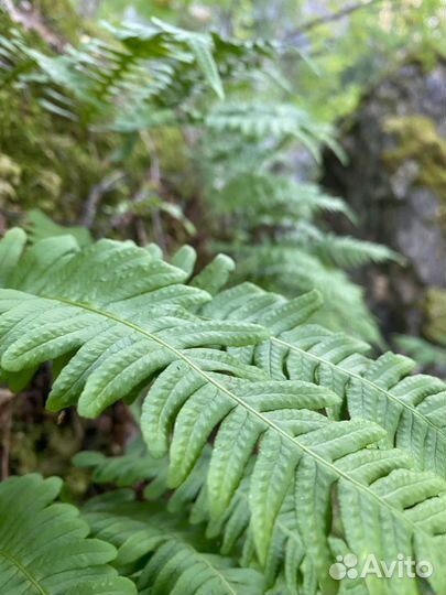 Скрутки папоротника из Карелии