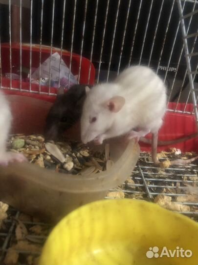 Крысята в добрые руки