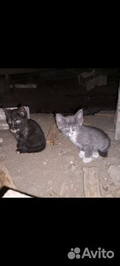 Милые котята