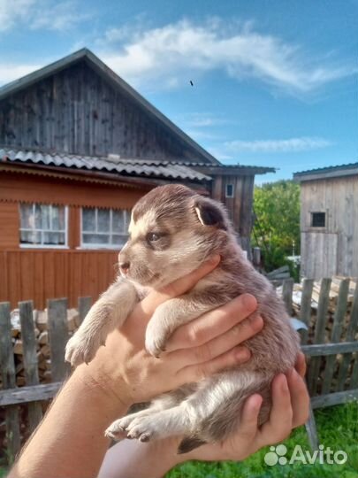 Щенок в добрые руки бесплатно