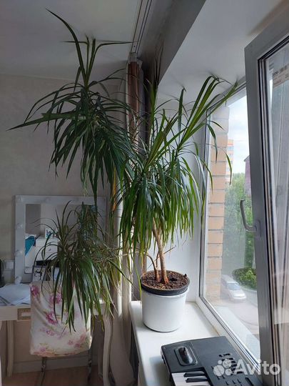 Пальма драцена