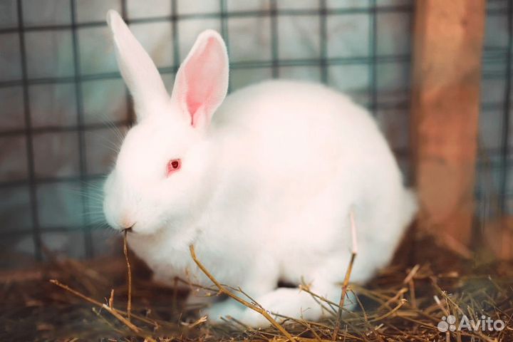 Мясо кролика и для разведения