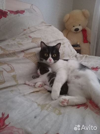 Котёнок мальчик отдам в добрые руки