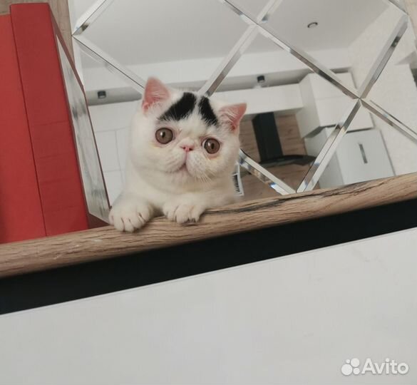 Плюшевый котенок