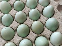 Инкубационное яйцо перепелов селадон