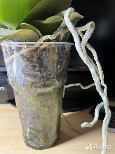 Орхидея фаленопсис Надион