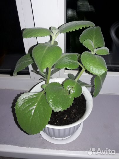 Комнатная мята