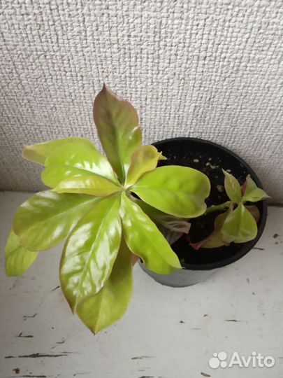 Ктенанта бурле макси