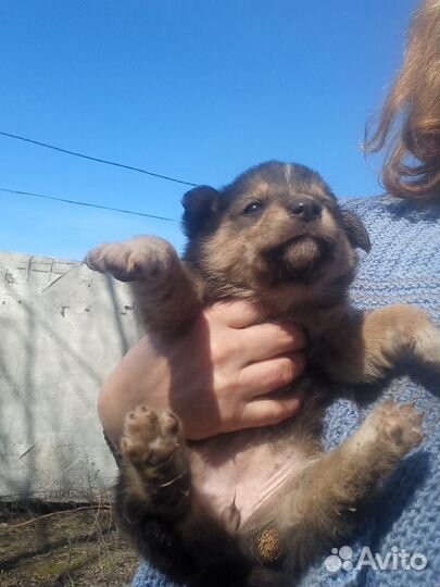 Жизнь крошек в опасности