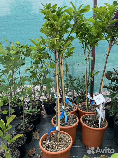 Магнолия на штамбе