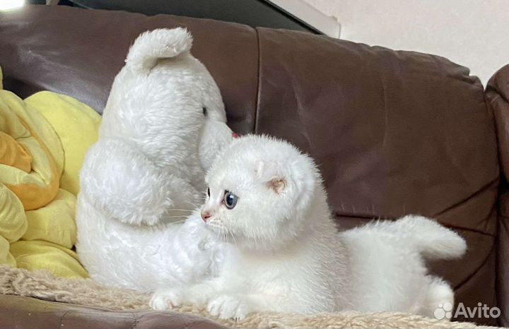 Шотландский вислоухий котенок