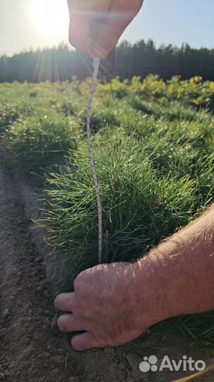 Саженцы сосны обыкновенной окс