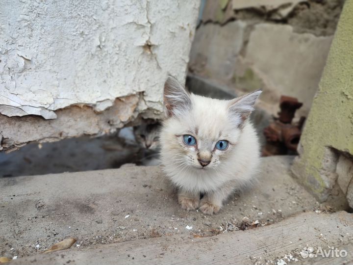 Голубоглазые котята