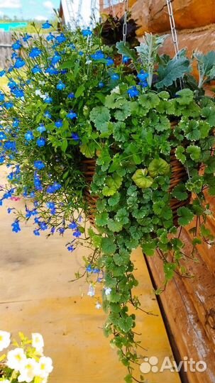 Вечнозелёные вегетативные растения