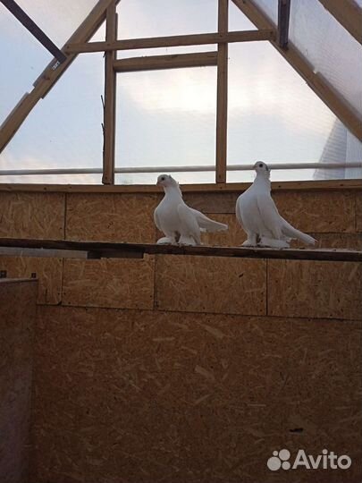 Продажа статных голубей