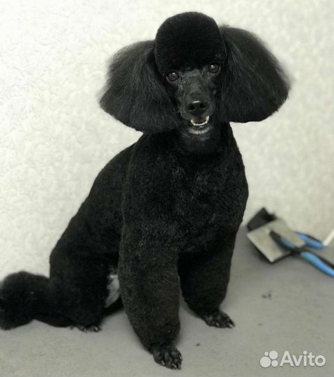 Пудель вязка