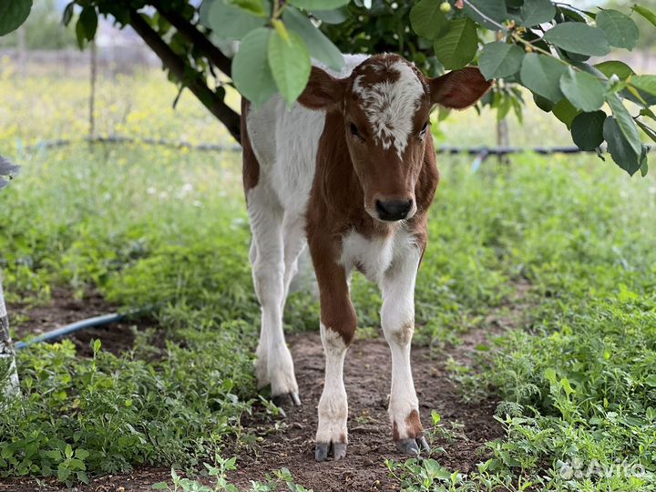 Телята бычки