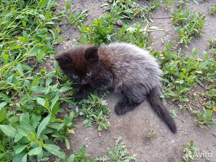 Отдам котят в добрые руки