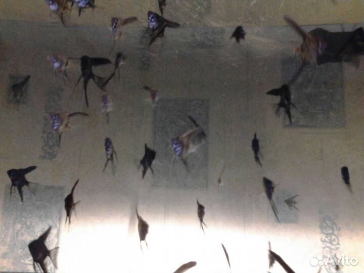 Аквариумные рыбки скалярии