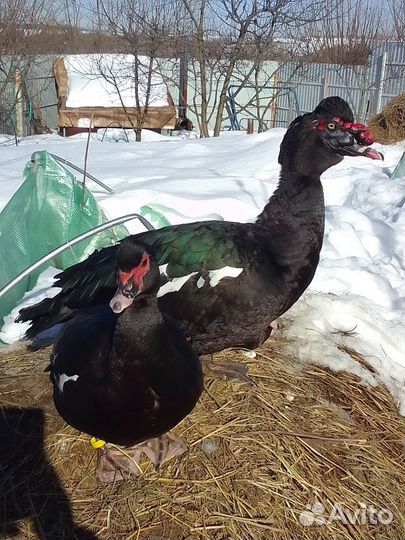 Мускусные утки, утята, селезни