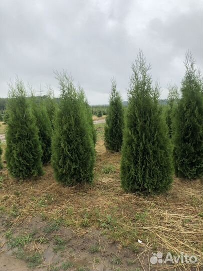 Туи садовые