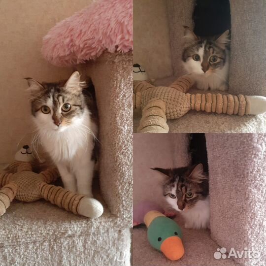 Кошечка в дар