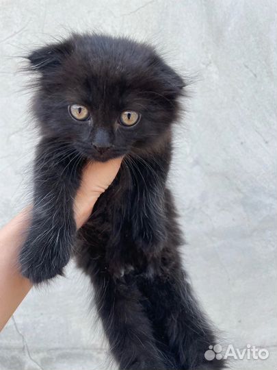 Котята в добрые руки даром