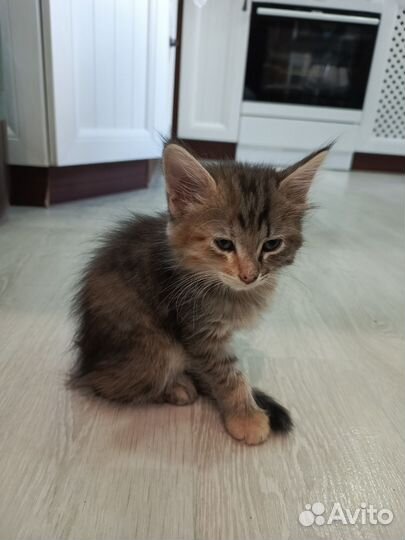 Отдам котят