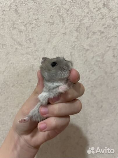 Джунгарский хомяк