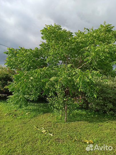 Маньчжурский орех, дубки, лещина