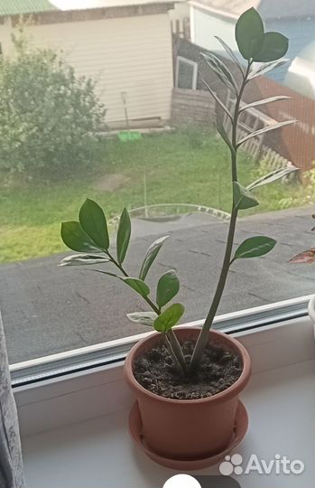 Замиокулькас