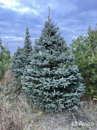 Ель Глаука Пунгенс Голубая Колючая в стрижке