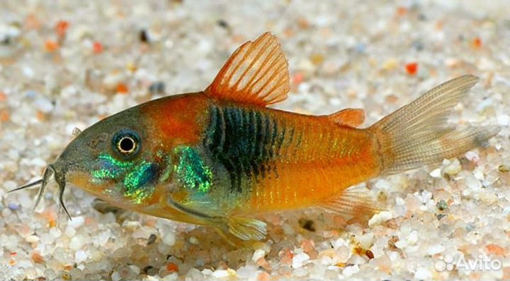 Сомы Панаки, Анцитрусы, Коридорасы Ларикарии